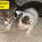 kittens for sale