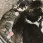 kittens for sale