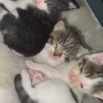 kittens for sale