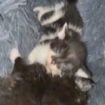 Male Kittens for sale