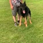 Male German shepherd in London