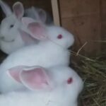 pure breed new Zealand rabbit