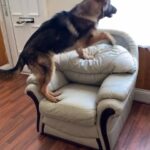 German Shepherd 9 months old