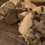 beautiful staffy's