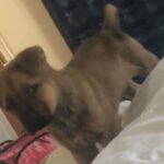 Akita cross shar pei