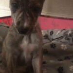 American bulldog cross saluki