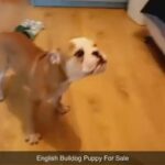 English Bulldog Puppy For Sale