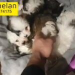 Havanese Puppies