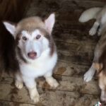 Alaskan Malamute Champion bloodline