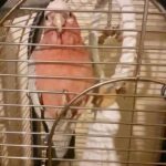 Hand Reared Galah Cockatoo