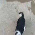 BORDER COLLIE FOR SALE
