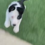BORDER COLLIE FOR SALE