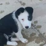 BORDER COLLIE FOR SALE in Brighton 