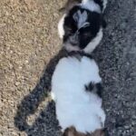 shih tzu x terrier