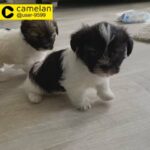 shih tzu x terrier