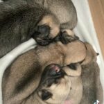 ** Beautiful Pug puppies **