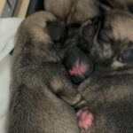 pug puppies