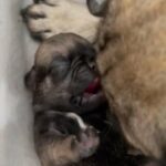 PUG PUPS ??