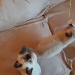 Ragdoll and siamese males