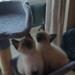 siamese kittens
