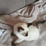 ragdoll and siamese kittens
