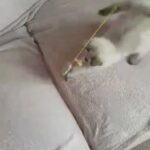 ragdoll male kitten