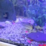 fish tank with tropical fish and accessories