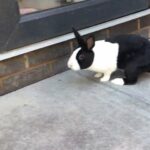 female rabbit