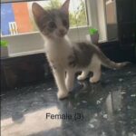 British shorthair mix kitten