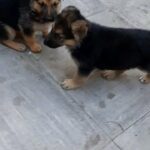 gorgeous German shepherds