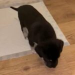 presa canario x bandogge puppies
