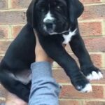 Cane corso / pedigree