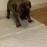 presa canario x bandogge
