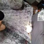 ragdoll seal point kitten