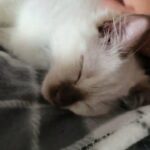 seal point ragdoll kitten