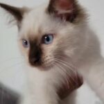 ragdoll male kitten