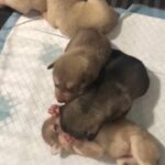 Huskamute Pups