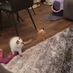 ragdoll seal point