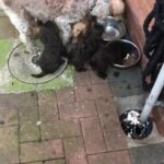 cockapoo puppies