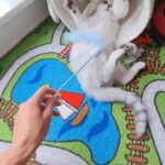 British Shorthair Silver boy