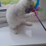 British Shorthair Boy