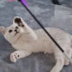 British Shorthair Silver boy