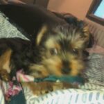 MINIATURE YORKSHIRE TERRIER BOY