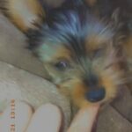 MINIATURE YORKSHIRE TERRIER BOY