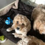 CAVACHON GIRLS FOR SALE