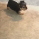 MINIATURE YORKSHIRE TERRIER BOY