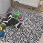Jack Russel Puppies