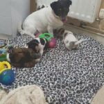 Jack Russel Pups