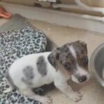 Jack Russel Boy