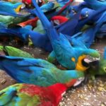 hyacinth and macaw parrots for sale